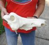 14 inch warthog skull, top skull only - you are buying the top skull pictured for $40.00