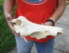 15 inch warthog skull, top skull only - you are buying the top skull pictured for $40.00 (holes and damage on back)