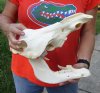 #2 Grade 13 inch warthog skull with NO tusks - you are buying the skull pictured for $40.00 
