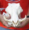 #2 Grade 12 inch warthog skull with NO tusks - you are buying the skull pictured for $50.00 