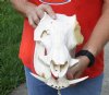 #2 Grade 13 inch warthog skull with NO tusks, discolored, damaged - you are buying the skull pictured for $50.00 