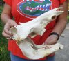 #2 Grade 12 inch warthog skull with NO tusks - you are buying the skull pictured for $50.00 