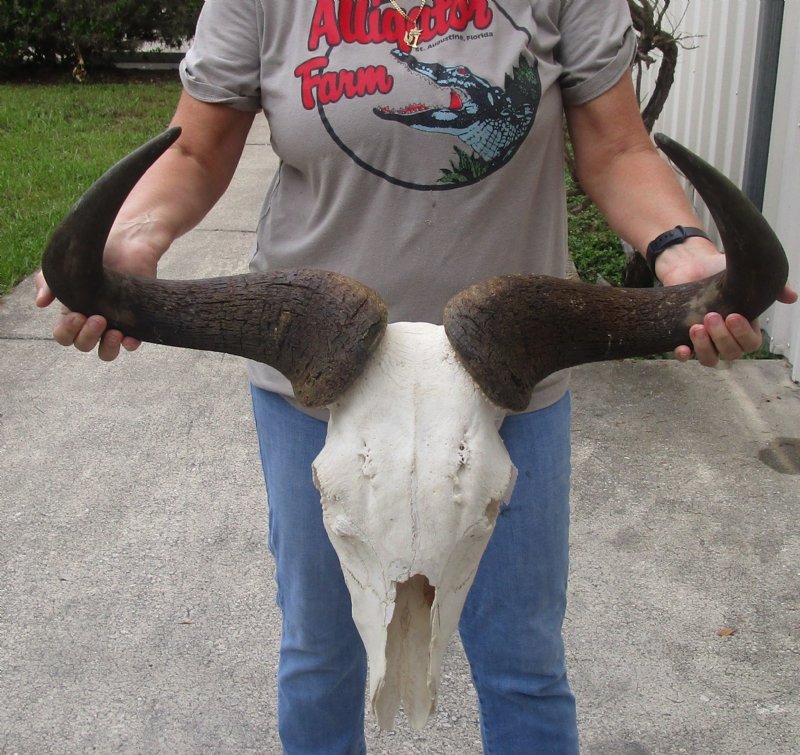 Wholesale #2 Blue Wildebeest Skulls and Horns with horns