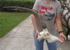 African Female Sable Skull with 28-29 inch Horns for Cabin Decor - You are buying the sable skull shown for $125.00 (Horns do not fit all the way, chip in horn base, missing a couple teeth, rough horn tip)