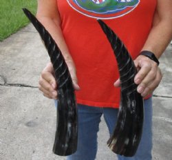 2 pc lot of Spiral Carved Polished Cattle/Cow Horn, 15 and 16 inches for $22/lot 
