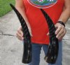 2 pc lot of Spiral Carved Polished Buffalo Horn, 15 and 16 inches around the curve (you will receive the horns pictured) for $31/lot