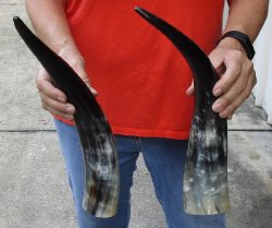 2 pc lot of Polished Water Buffalo Horns measuring 15-3/4 and 17 inches long $20/lot