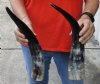 2 pc lot of Polished Water Buffalo Horns measuring 15-3/4 and 17 inches long each - You are buying the horns shown for $28