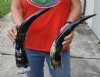 2 pc lot of Polished Water Buffalo Horns measuring 16 and 19 inches long each - You are buying the horns shown for $28