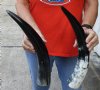 2 pc lot of Polished Water Buffalo Horns measuring 16 inches long each - You are buying the horns shown for $28