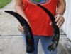 2 pc lot of Polished Water Buffalo Horns measuring 16 and 17 inches long each - You are buying the horns shown for $28