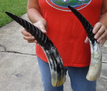 2 pc lot of Spiral Carved Polished Cattle/Cow Horn, 15 and 17 inches for $31/lot 