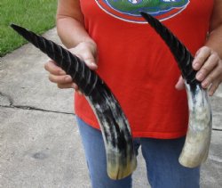 2 pc lot of Spiral Carved Polished Cattle/Cow Horn, 15 and 17 inches for $22/lot 
