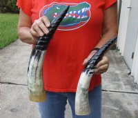2 pc lot of Spiral Carved Polished Cattle/Cow Horn, 15 and 17 inches for $31/lot 