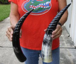 2 pc lot of Spiral Carved Polished Cattle/Cow Horns, 16 inches for $16/lot 