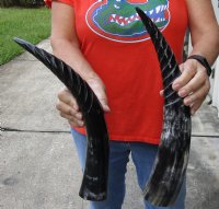 2 pc lot of Spiral Carved Polished Cattle/Cow Horns, 16 inches for $31/lot 