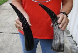 2 pc lot of Spiral Carved Polished Cattle/Cow Horns, 12 and 14 inches for $18/lot 