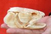 Real Bowfin Fish Skull (Amia calva) measuring 4-1/2 inches long by 2-1/4 inches wide - You will receive the one in the photo for $120