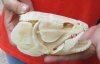 Real Bowfin Fish Skull (Amia calva) measuring 5-1/2 inches long by 3 inches wide - You will receive the one in the photo for $175