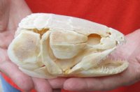 Real Bowfin Fish Skull (Amia calva) measuring 5-1/4 inches long by 2-3/4 inches wide - You will receive the one in the photo for $175
