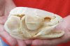 Real Bowfin Fish Skull (Amia calva) measuring 5-1/4 inches long by 2-3/4 inches wide - You will receive the one in the photo for $175