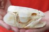 Real Bowfin Fish Skull (Amia calva) measuring 5 inches long by 2-1/2 inches wide - You will receive the one in the photo for $160