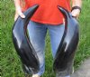 26 inch Matching Pair of Polished Indian water buffalo horn with wide base opening for sale - You are buying the pair pictured for $105/pair  (Bad spot on horn)