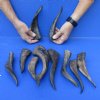 Goat Horns 6 - 12 inches - 10 pc lot for $50 - You will receive the horns shown  