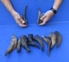 Goat Horns 6 - 12 inches - 10 pc lot for $50 - You will receive the horns shown  