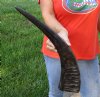 21 inch Semi polished buffalo horn - You are buying the horn pictured for $25