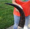 24 inch Semi polished buffalo horn - You are buying the horn pictured for $25