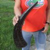 20 inch Semi polished buffalo horn - You are buying the horn pictured for $25