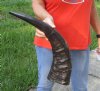 22 inch Semi polished buffalo horn - You are buying the horn pictured for $25