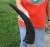 20 inch Semi polished buffalo horn - You are buying the horn pictured for $25