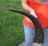 23 inch Semi polished buffalo horn - You are buying the horn pictured for $25