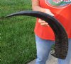 27 inch Semi polished buffalo horn - You are buying the horn pictured for $35