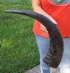 29 inch Semi polished buffalo horn - You are buying the horn pictured for $40