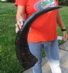 29 inch Semi polished buffalo horn - You are buying the horn pictured for $40