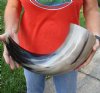23 inches polished Indian water buffalo horn with wide base opening for sale - You are buying the one pictured for $37 (may have some small, minor unfinished/rough areas)