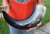 26 inches polished Indian water buffalo horn with wide base opening for sale - You are buying the one pictured for $50 (may have some small, minor unfinished/rough areas)