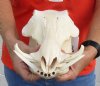12 inch long African Warthog Skull for sale with 3 inch Ivory tusks - You are buying this one for $90 (minor damage to back of skull)