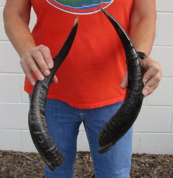 2 piece lot of Polished Kudu horns for sale measuring 18-19 inches, for making a shofar for $56/lot