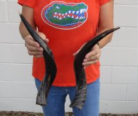 2 piece lot of Polished Kudu horns for sale measuring 18-19 inches, for making a shofar for $56/lot