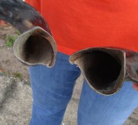 2 piece lot of Polished Kudu horns for sale measuring 18-19 inches, for making a shofar for $56/lot