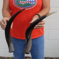 2 piece lot of Polished Kudu horns for sale measuring 18-19 inches, for making a shofar for $80/lot