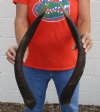 Matching Pair of Nyala horns for sale measuring approximately 23 and 24 inches.  (You are buying the horns in the photos) for $50/pair