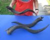 3 piece lot of #2 Grade Kudu horns for sale measuring 25 to 29 inches, for making a shofar.  You are buying the horns in the photos for $60/lot (Damaged base)