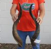 2 piece lot of #2 Grade Kudu horns for sale measuring 26 to 28 inches, for making a shofar.  You are buying the horns in the photos for $40/lot (Damaged base)