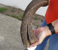 #2 Grade Kudu horn for sale measuring 39 inches, for making a shofar.  You are buying the horn in the photos for $40 (Split base, worm holes)