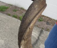 #2 Grade Kudu horn for sale measuring 39 inches, for making a shofar.  You are buying the horn in the photos for $40 (Split base, worm holes)
